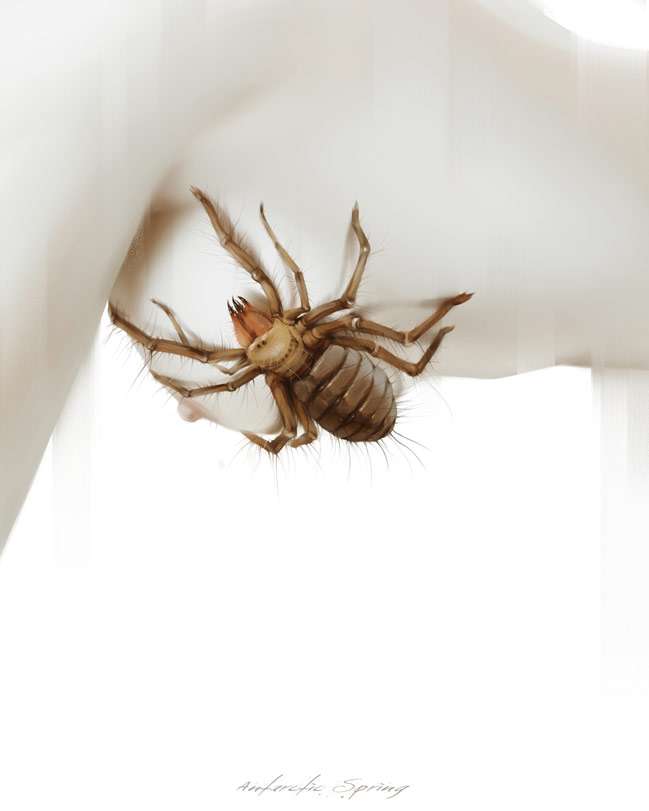 Arachnophobia, Antarctic Spring (Rusia)